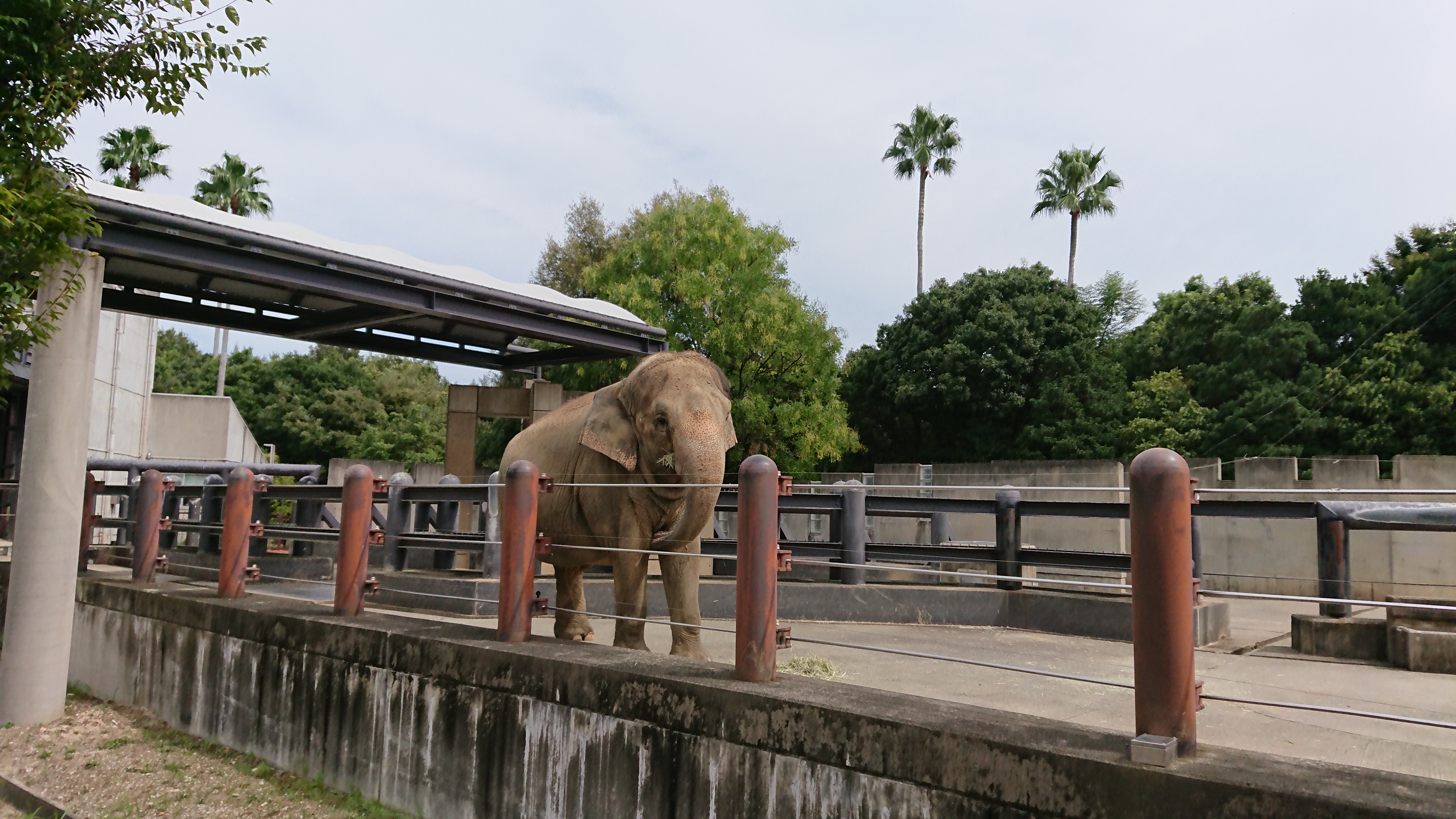 徳島動物園には象もいます！