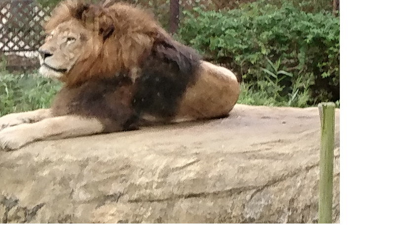 徳島動物園にはライオンもいる！