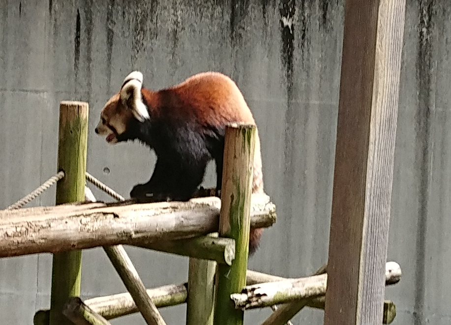 徳島動物園にはレッサーパンダもいるよ！