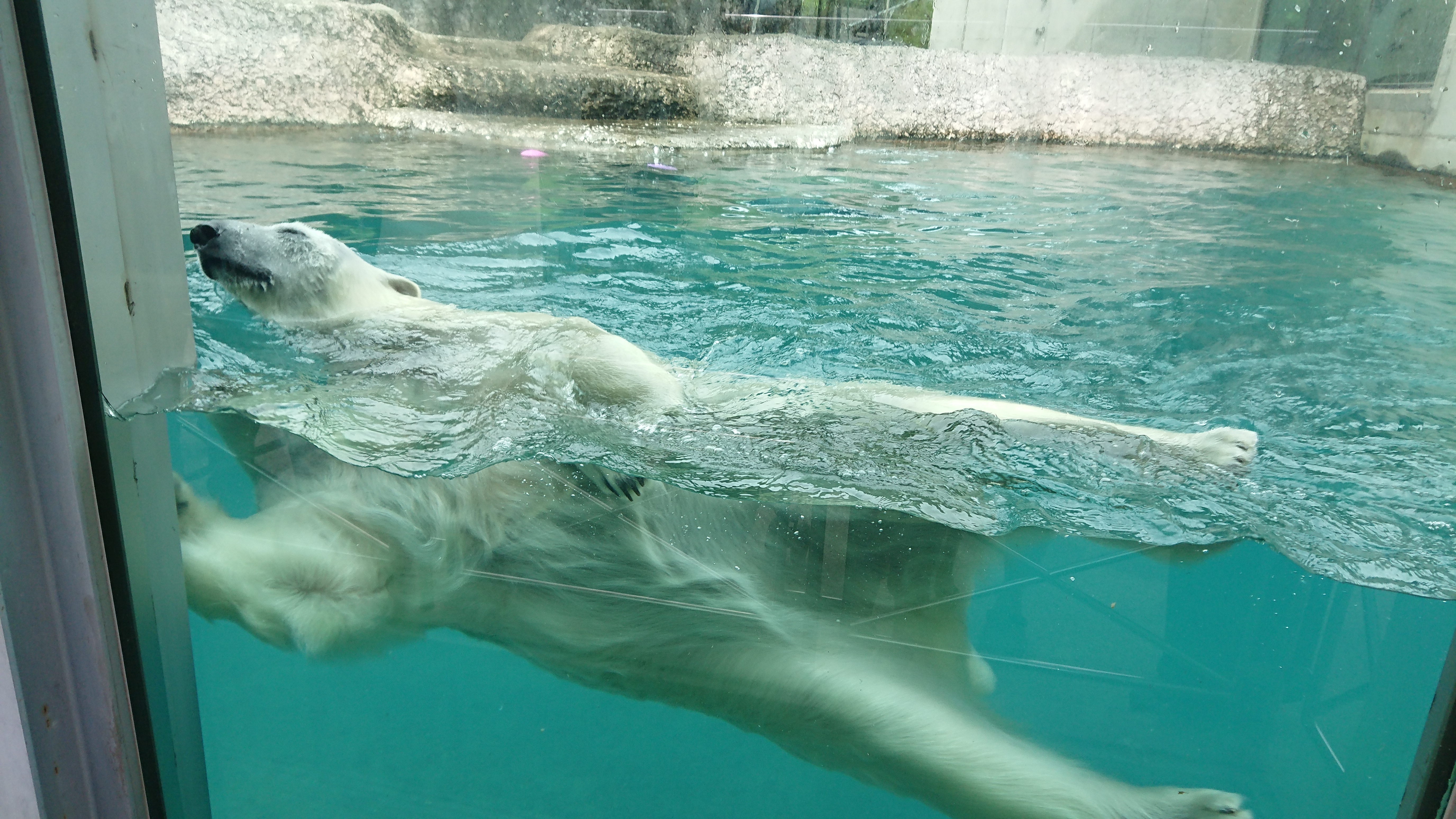 徳島動物園は白熊もいるんだぁ