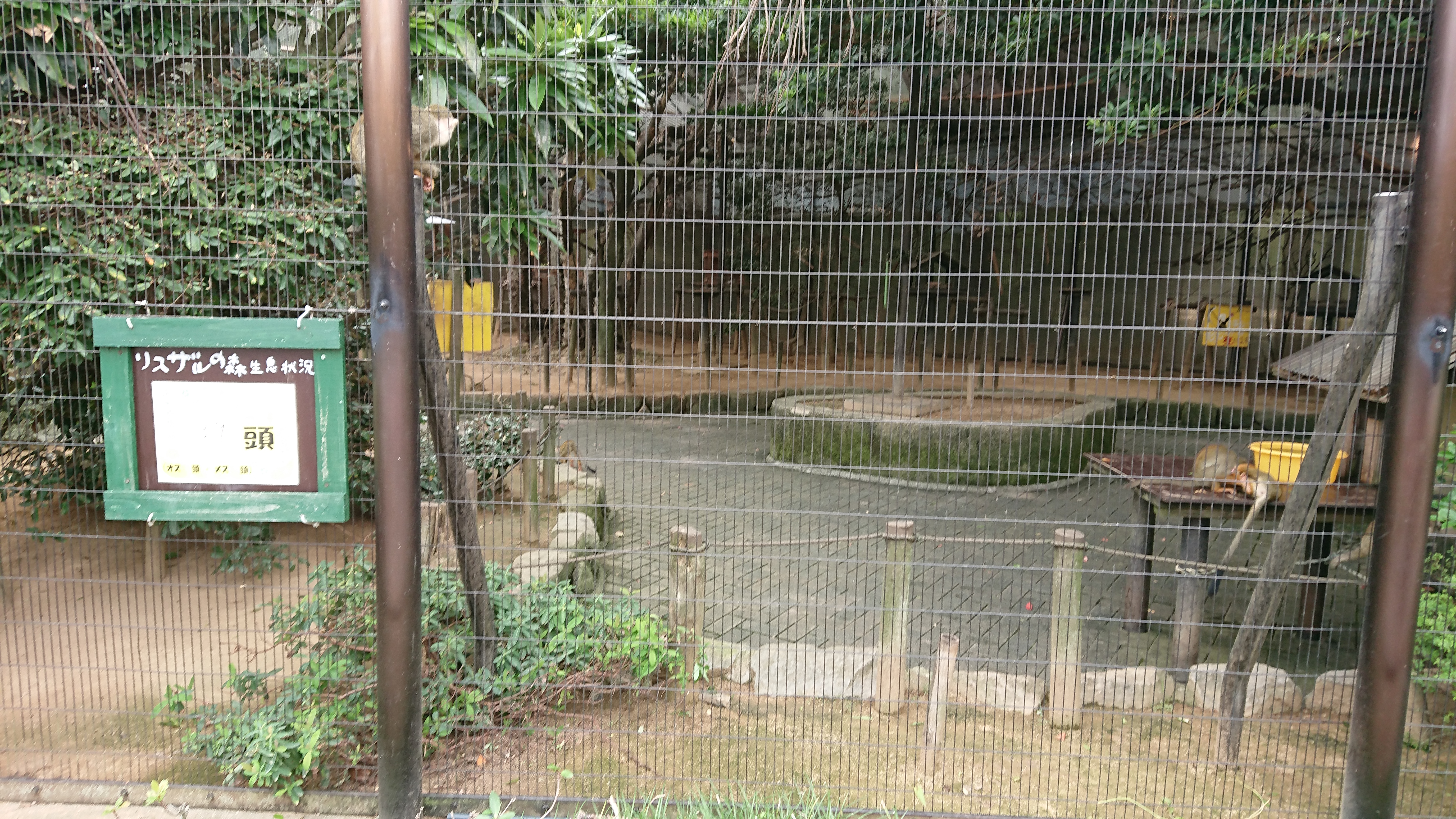 徳島動物園リスザルの森