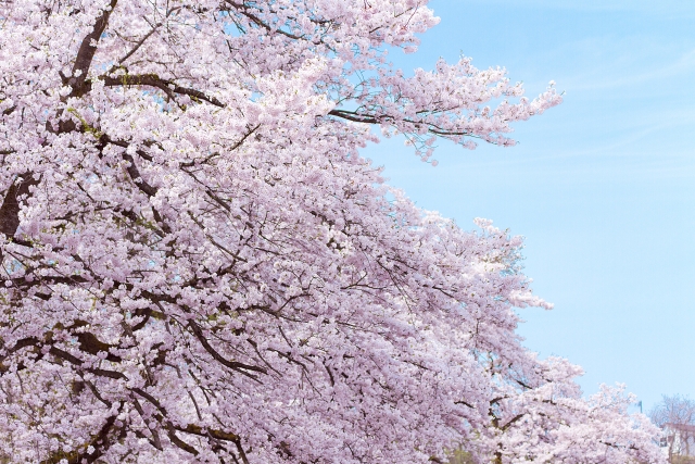 お花見と桜の豆知識や雑学を知ると面白いよ うんちくネタ集