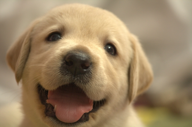 子犬がご飯を食べないで遊ぶ 対処法をわかりやすく解説します