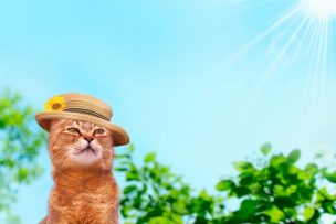 猫の夏のエアコンはどうする？