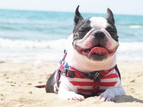犬を砂浜で散歩するときの注意点は？