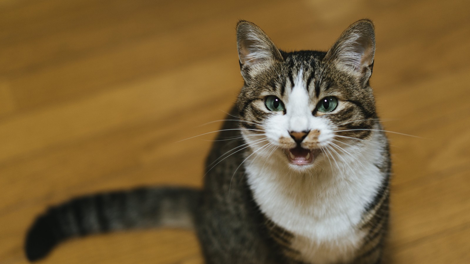猫の噛み癖の治し方は？