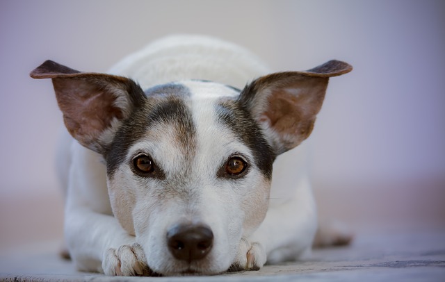 知らない犬が見てくる理由は ガン見されたときの対処方法を紹介